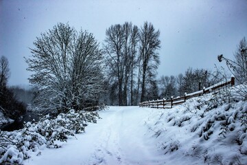 snow covered trees