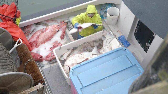 Fisherman In A Boat Placing Freshly Caught Fishes Into Cooler Box With Ice In Alaska. high angle