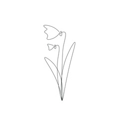 Snowdrops flowers on white background vector illustration