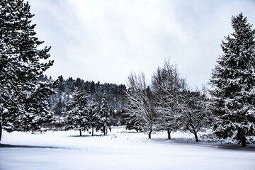 snow covered trees