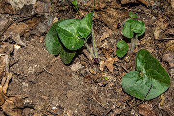 Asarabacca is a species of flowering plant in the birthwort family Aristolochiacea