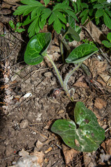 Asarabacca is a species of flowering plant in the birthwort family Aristolochiacea