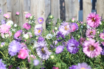 Obraz premium flowers on wooden fence