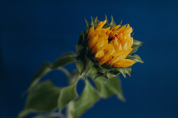 sunflower on blue
