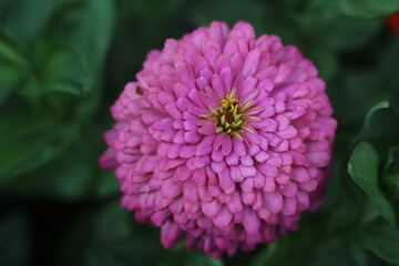 dahlia flower
