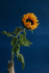 sunflower on blue