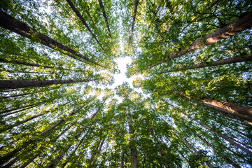 숲속에서 올려다 보는 풍경