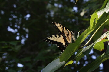 butterfly on branch