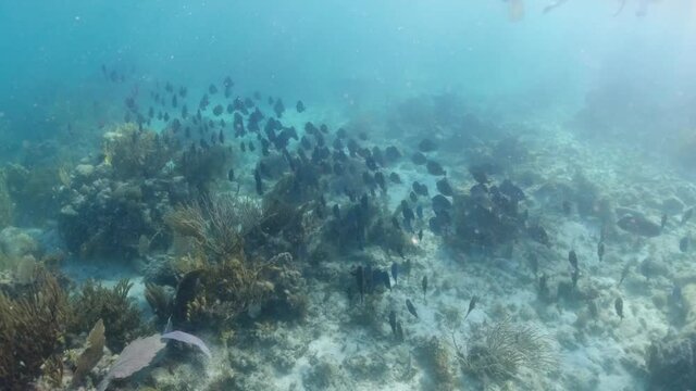 a beautiful large school of Blue Tang reef fish in the British Virgin Islands. Swimming over coral