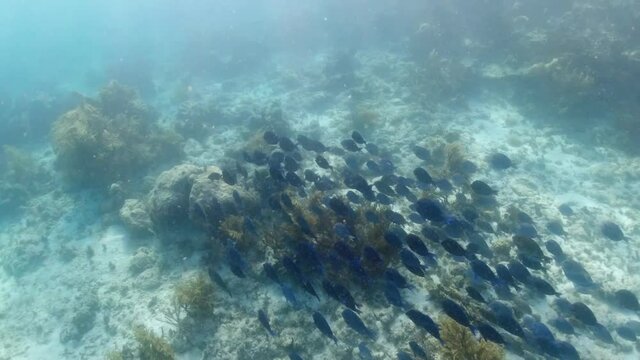 large school of Blue Tang in the British Virgin islands.  The school temporarily slows down to check out potential food source
