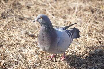 はと