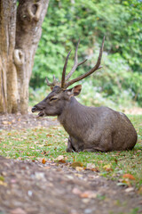 Naklejka na ściany i meble Sambar Deer Ruminant in nature reserve