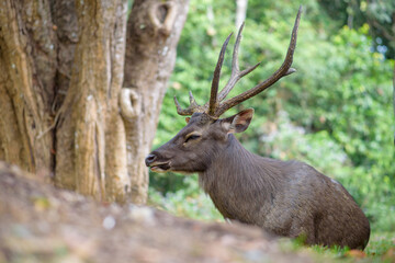 Sambar Deer Ruminant in nature reserve