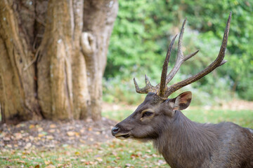 Naklejka na ściany i meble Sambar Deer Ruminant in nature reserve