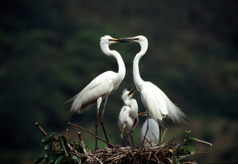 Fototapeta The egrets(herons) on the nest obraz