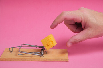 Hand reaches for piece cheese in mousetrap on a pink background.Concept business, life and hard...