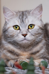 Close-up photo of a gray cat's head with yellow eyes on a blurred background