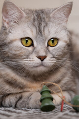 Close-up photo of a gray cat's head with yellow eyes on a blurred background