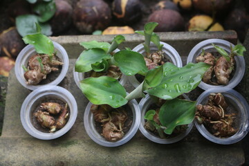 Kencur plant seeds used as spices for Balinese cuisine