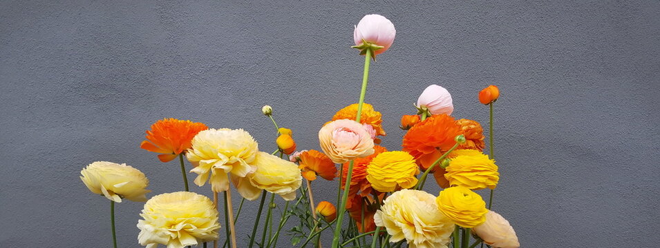 minimalistisches Arrangement gelb und orange  Ranunkeln Bl&uuml;ten vor grauer Wand