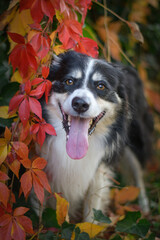 Autumn head of tricolor border collie. He is so cute in the leaves. He has so lovely face.
