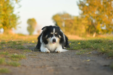 Border collie is lying in the grass. He is after swimming so he is wet and fluffy.