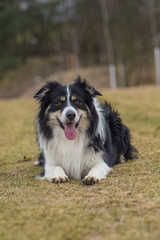 Border collie is lying in the grass.  He is after swimming so he is wet and fluffy.