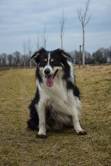 border collie is sitting in the field in the nature. He is so happy outside