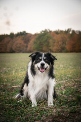 Fototapeta premium border collie is sitting in the field in the nature. He is so happy outside