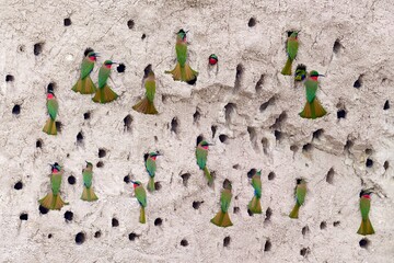 Bird colony nest, ground nest hole in river bank. ¨Red-throated bee-eater, Merops bulocki, green...