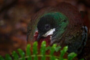 Red-bellied fruit dove, Ptilinopus greyi, in lowland forest in New Caledonia close to Australia. Rare green pink pigeon dove, bird in the nature habitat. Dove sitting on the branch in the forest.