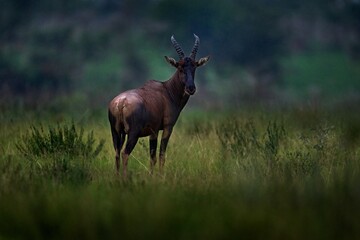 Topi antelope, Damaliscus lunatus jimela, Ishasha, Queen Elizabeth National Park, Uganda in Africa. Topi antelope in the nature habitat, green grass on the savannah. Wildlife Uganda.
