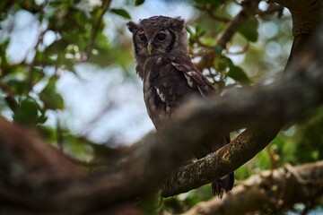 Verreaux's Eagle Owl. Rare African owl in the nature habitat in Okawango delta, Moremi Botswana. Night bird with tree forest habitat. Wildlife scene from African nature. Africa, owl in night.
