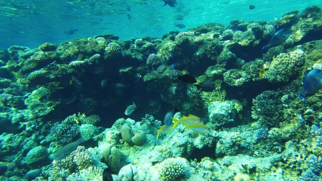 Toothed Surgeonfish (Ctenochaetus striatus). Underwater life on the coral reef in red sea