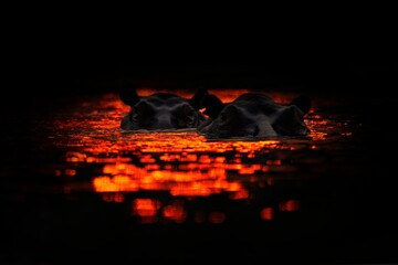 Red hippo sunset. Hippo, hiden head i sunset light. Big animal in the water, Lake Kariba, Zimbabawe...