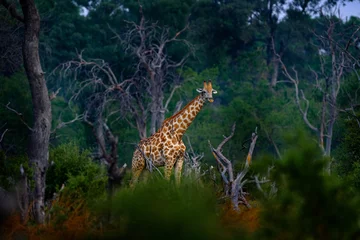 Deurstickers Giraffe in forest with big trees, evening light, sunset. Idyllic giraffe silhouette with evening orange sunset, Khwai River, Moremi in Botswana. Hidden portrait of giraffe. © ondrejprosicky