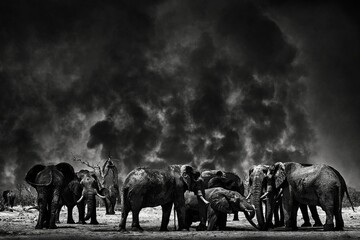 Black and white Africa. Wildfire in Africa, herd of elephants in smother smoke and black ash.  Fire burned destroyed savannah. Animal in fire burnt place, Elephant in black ash and cinders, Savuti.