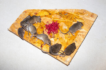 Glue trap for rodents. Field mice are glued to a piece of wooden surface. Destruction of mice in...
