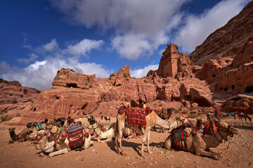 Camel in Petra, Jordan. Big animals red stone rock. Treasury Al-Khazneh, stone rock historic sight...