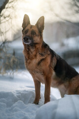 German shepherd outdoors