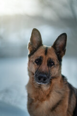 German shepherd outdoors