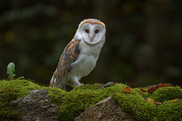 Europe wildlife nature. Owl on red meadow grass. Barn Owl, Tyto alba, flight above orange grass in the morning. Wildlife bird scene from nature. Cold morning sunrise, animal in the habitat. White bird