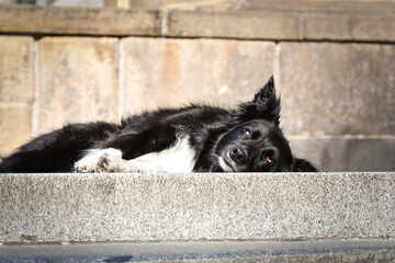 Border collie is lying in city center on stairs. She is in center of Prague. She is so patient model.