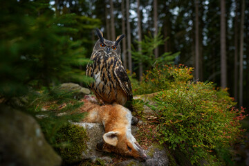 Owl with red fox carcass. Eagle owl with pray catch, wide angle lens with forest habitat. Bird...