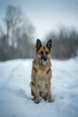 German shepherd outdoors