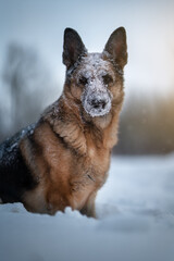 German shepherd outdoors