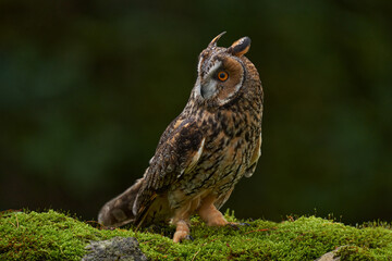 Asio otus, Long-eared Owl sitting in green vegetation in the fallen larch forest during dark day. Wildlife scene from the nature habitat.  Face portrait with orange eyes, Poland, Europe.
