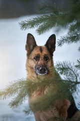 German shepherd outdoors