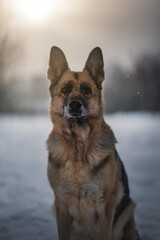German shepherd outdoors