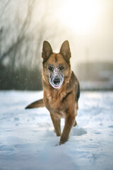 German shepherd outdoors